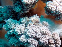 藏品(錦疣蛇尾)的圖片