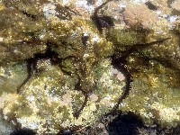 藏品(蜈蚣櫛蛇尾)的圖片