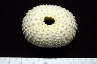 藏品(梅氏長海膽)的圖片