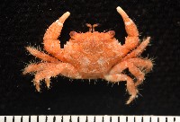 藏品(未知種毛殼蟹)的圖片