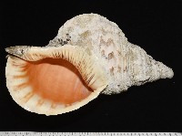 藏品(大法螺)的圖片