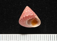 藏品(志良鐘螺)的圖片