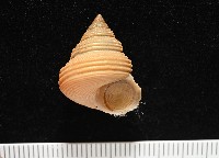 藏品(景林鐘螺)的圖片