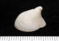 藏品(冰淇淋偏蓋螺)的圖片