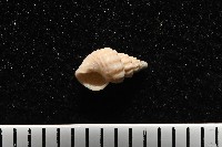 藏品(龜山島核螺)的圖片