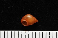 藏品(菲律賓粟螺)的圖片