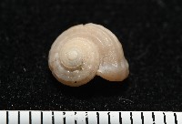 藏品(東海花冠螺)的圖片