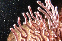 藏品(未知種真網柳珊瑚)的圖片