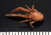 藏品(未知種鎧甲蝦)的圖片