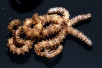 藏品(未知種陽燧足)的圖片