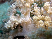 藏品(未知種實穗軟珊瑚)的圖片