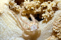 藏品(未知種刺蛇尾)的圖片