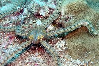 藏品(長大刺蛇尾)的圖片