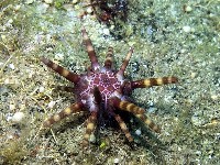 藏品(冠棘真頭帕海膽)的圖片