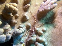 藏品(紫刺蛇尾)的圖片