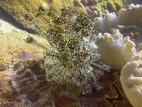藏品(輪替海齒花)的圖片