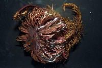 藏品(美麗異鎧蝦)的圖片