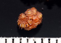 藏品(錦疣蛇尾)的圖片