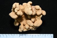 藏品(未知種指形軟珊瑚)的圖片