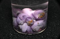 藏品(侏儒紫螺)的圖片