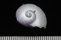 藏品(紫螺)的圖片