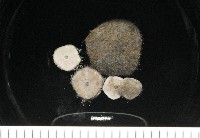 藏品(馬氏海錢(馬氏扣海膽))的圖片