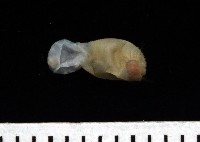 藏品(未知種不倒翁蟲)的圖片