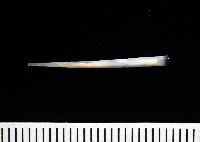 藏品(未知種象牙貝)的圖片