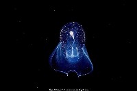 藏品(冕螺)的圖片