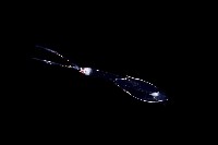 藏品(未知種手魷)的圖片