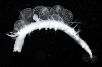 藏品(未知種多鱗蟲)的圖片