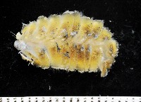 藏品(粗糙雙指鱗蟲)的圖片