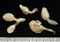 藏品(斧板茗荷)的圖片