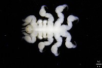 藏品(鯨虱的一種)的圖片