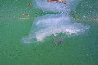 藏品(未知種海月水母)的圖片