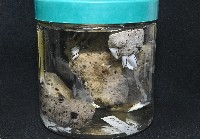 藏品(鵝茗荷)的圖片