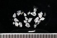 藏品(鵝茗荷)的圖片
