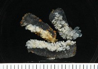 藏品(紫螺)的圖片