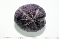 藏品(中華釜海膽)的圖片