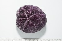 藏品(中華釜海膽)的圖片