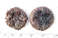 藏品(日本毛冠海膽)的圖片