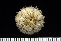 藏品(疣裸海膽)的圖片