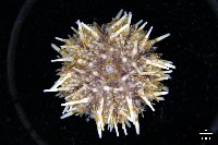 藏品(疣裸海膽)的圖片