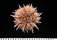 藏品(疣裸海膽)的圖片