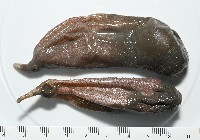 藏品(紫紋芋參)的圖片