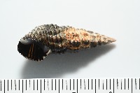 藏品(燒酒海蜷)的圖片