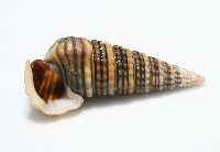 藏品(栓海蜷)的圖片