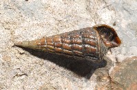 藏品(泥海蜷)的圖片