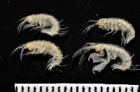 藏品(未知種跳蝦)的圖片