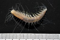 藏品(未知種海女蟲)的圖片